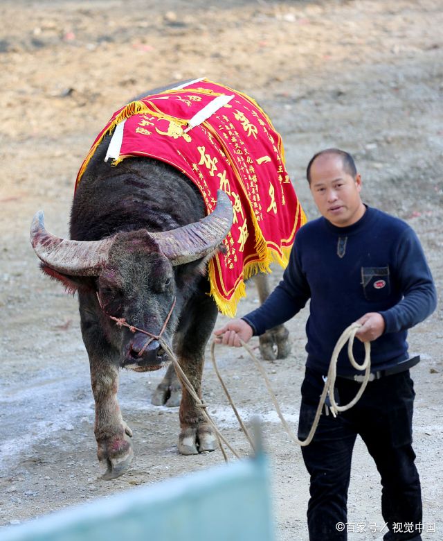 经8回合血腥激战,3号广西小神抠获得本次牛王的称号.